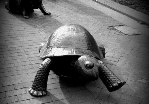 tortoise + hare with quote