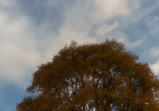 tree + blue clouded sky