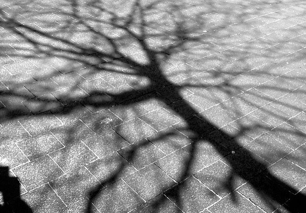 tree in shadow
