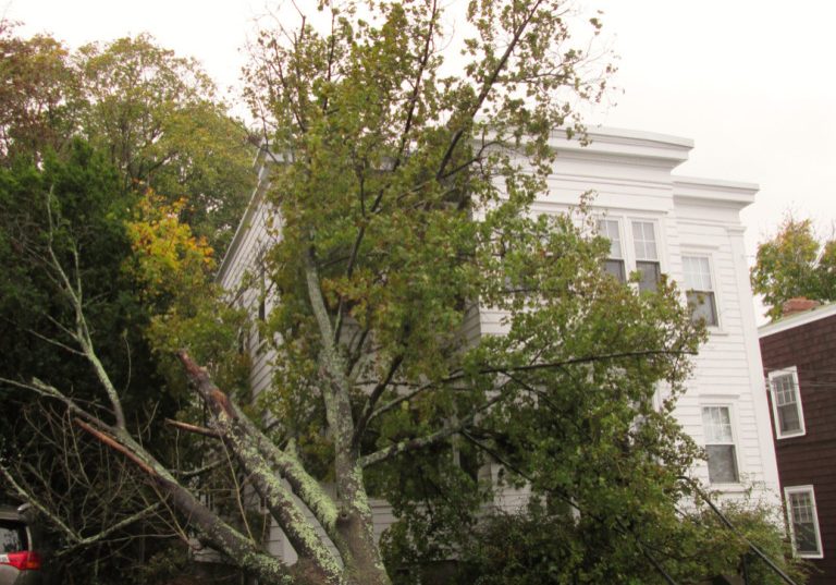 tree on house