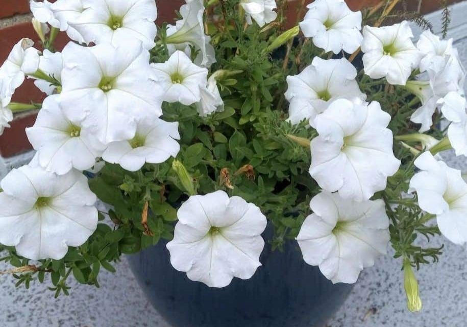 white flowers