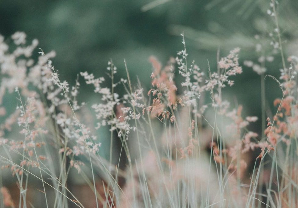 wildflowers