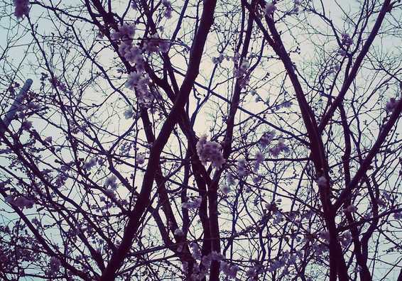 winter solstice blooming flowers