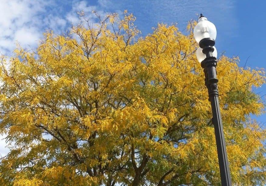 yellow tree with lamp post